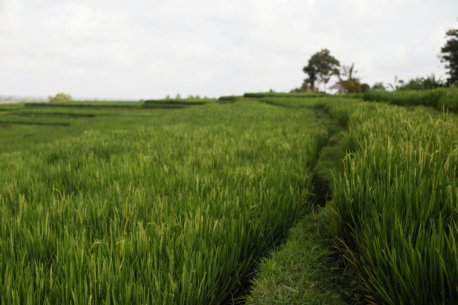 a field of green grass with trees in the background